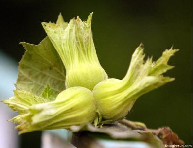 FINDIK,IHLAMUR KUSBURNU ,CEVİZ VE DAĞ ÇİLEK